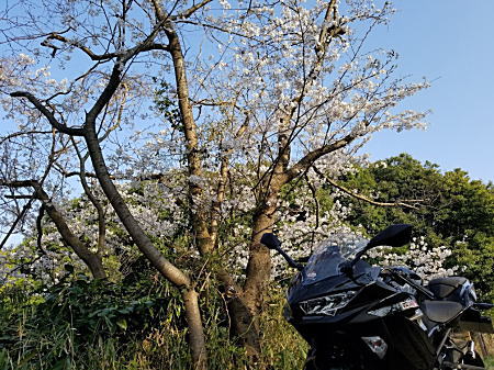 '18Ｎｉｎｊａ４００＋桜Ⅰ.jpg