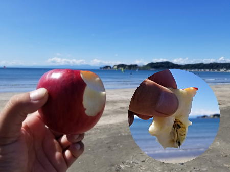 9.28 BOSSトレラン材木座海岸でリンゴ朝食.jpg